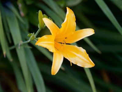 Gardenflowers