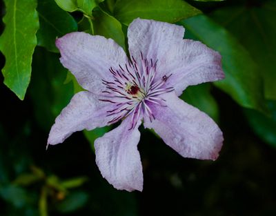 Gardenflowers