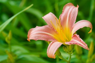 Gardenflowers