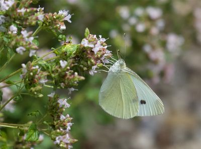 Pieris rapae 