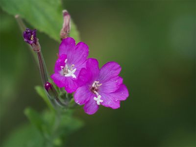 Wildflowers