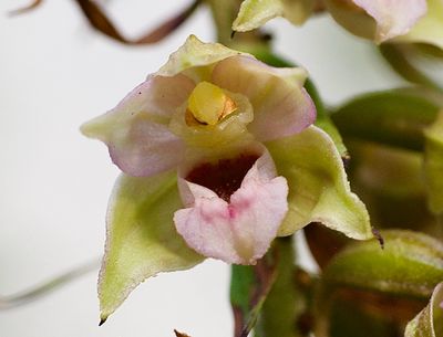 Wild orchids