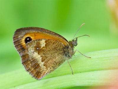 Butterflies