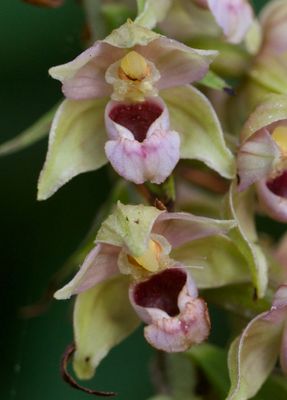 Wild orchids