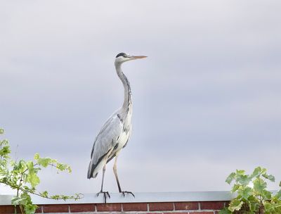 Grey Heron
