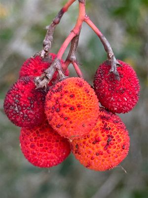 Arbutus unedo 