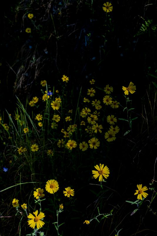 yellow specks