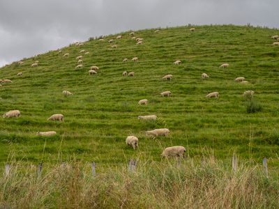 sheepy land