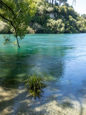 Waikato River above the Falls