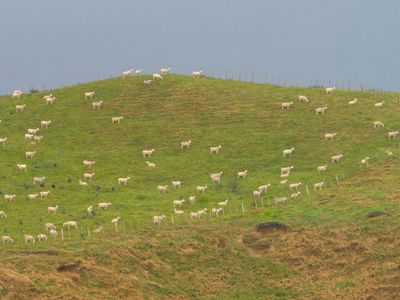 sheep hill