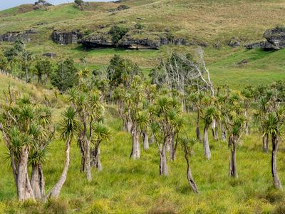 cabbage tree forest
