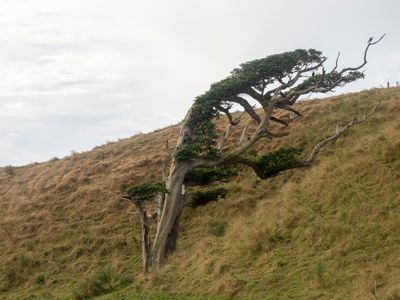 bent tree