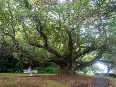 A majestic oak