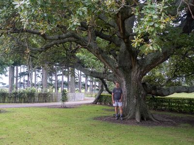 That tree was there in 1964