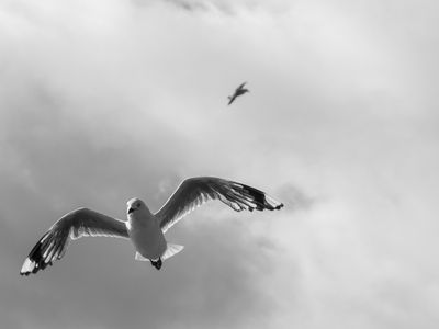 Foxton gull