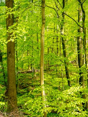 The green, green German Springforest