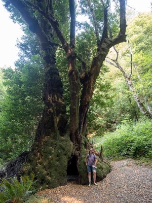 Oregon's Largest Myrtle Tree