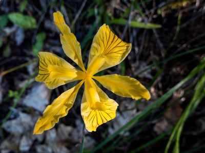 yellow iris