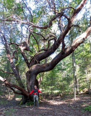 Giant madrone