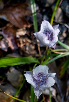 flower macro