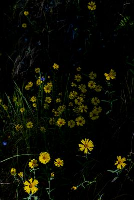 yellow specks