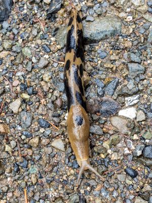 Giant Banana slug