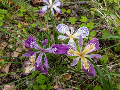 Iris 