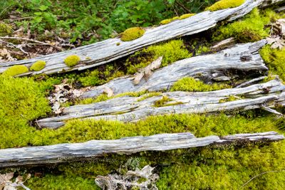 Mossy lines