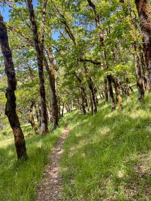 Oak grove