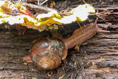 Snail