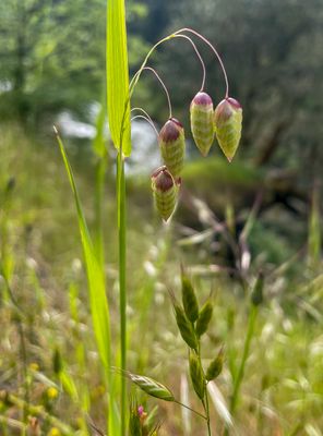 Grassy
