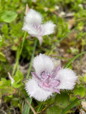 Flower glory