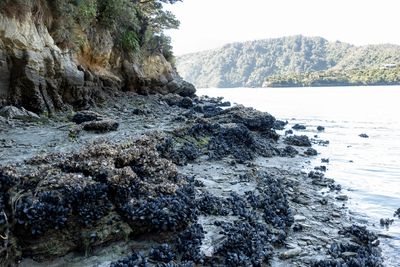 Day 2: Mussels on the beach