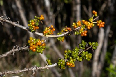 Native berries