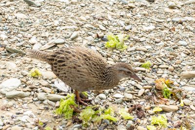 Weka, native bird