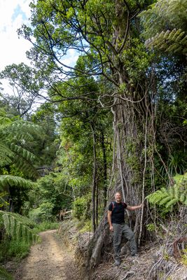 native bush