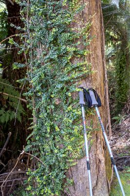 hiking pole still life