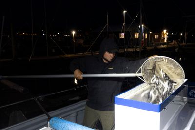 Bait fish loading