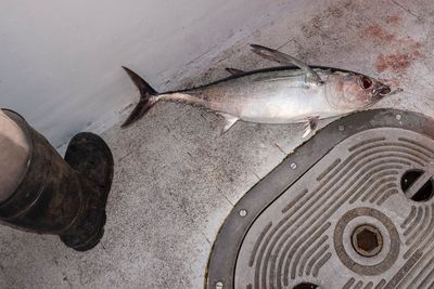 First tuna of the day