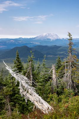 Mt. St. Helens vista