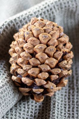 A perfect pinecone egg