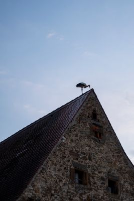 Storch on the roof