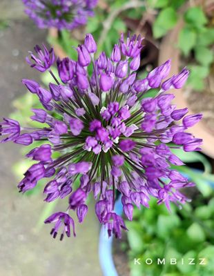 Allium Flower