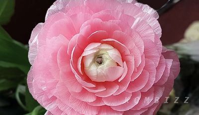 Pink Buttercup Flower