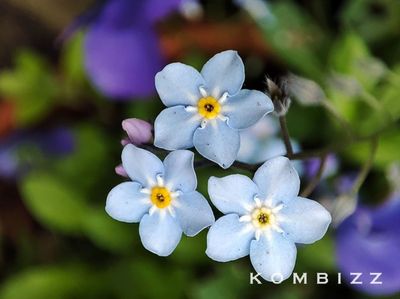Water Forget-Me-Not Flower