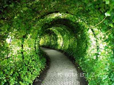 Green Tunnel.jpg