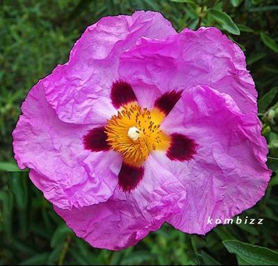 Orchid Rockrose.jpg