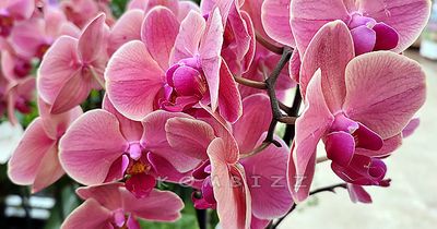 Pretty Orchid-2.jpg