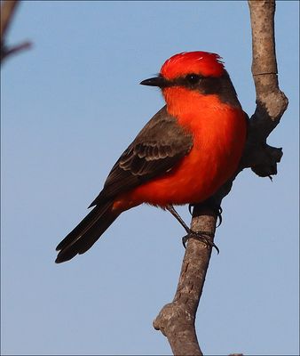 Vermillion1.jpg