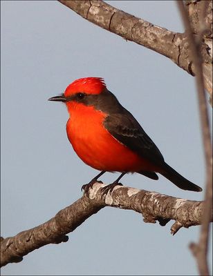 Vermillion3.jpg
